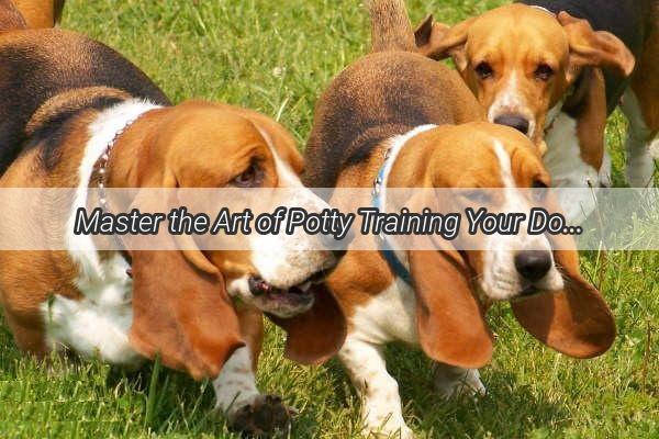 Master the Art of Potty Training Your Dog A Simple Guide to Perfection